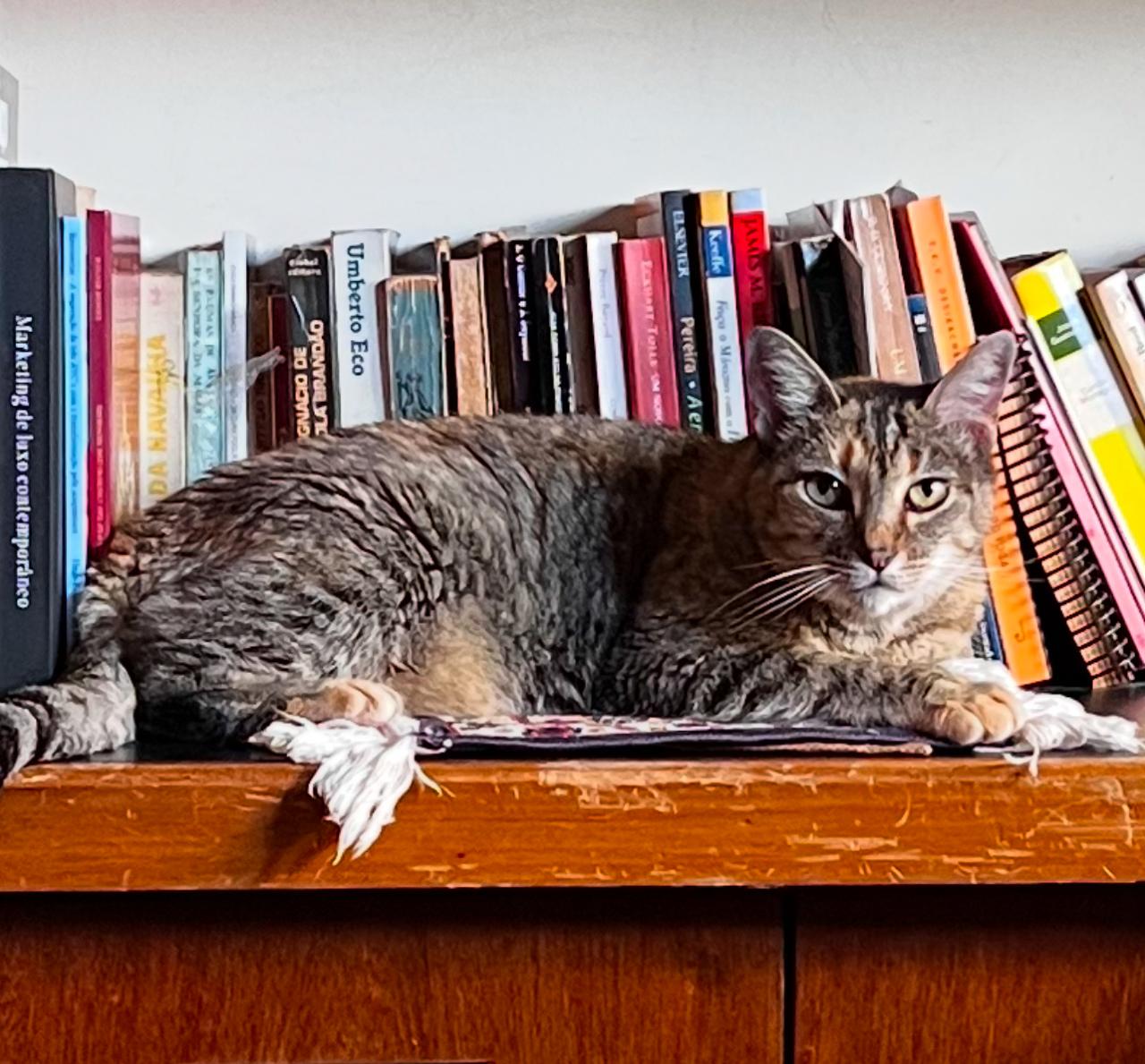 Nina entre livros